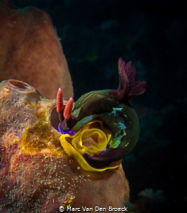 nudibranch lays eggs by Marc Van Den Broeck 